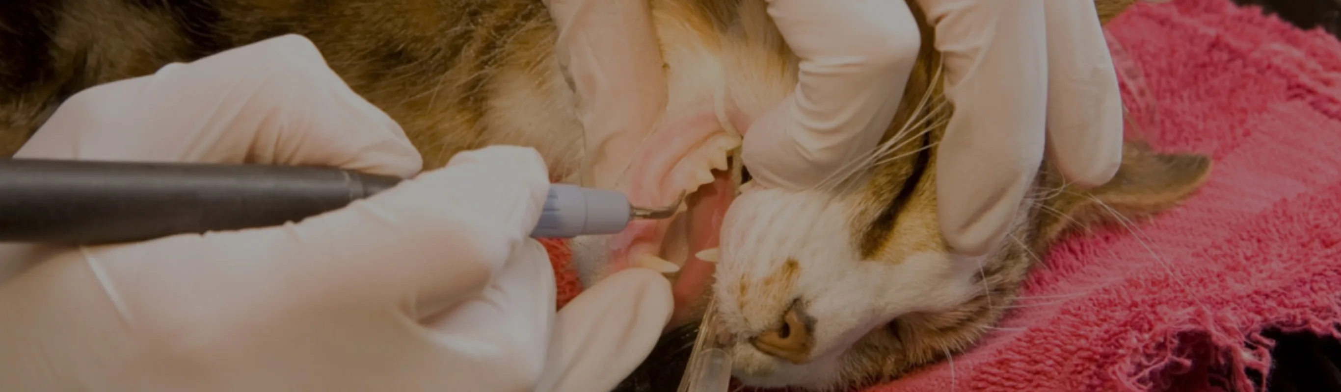 Orange cat receiving dental treatment laying on a pink blanket