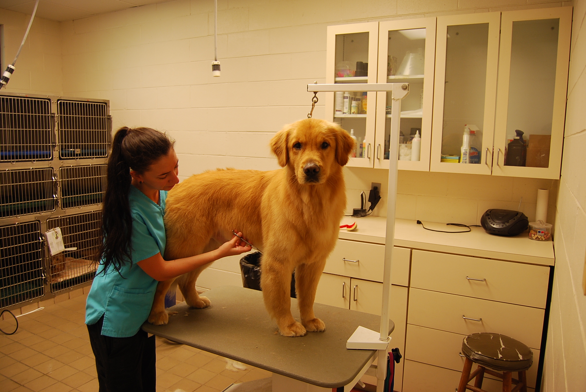 Professional Grooming 