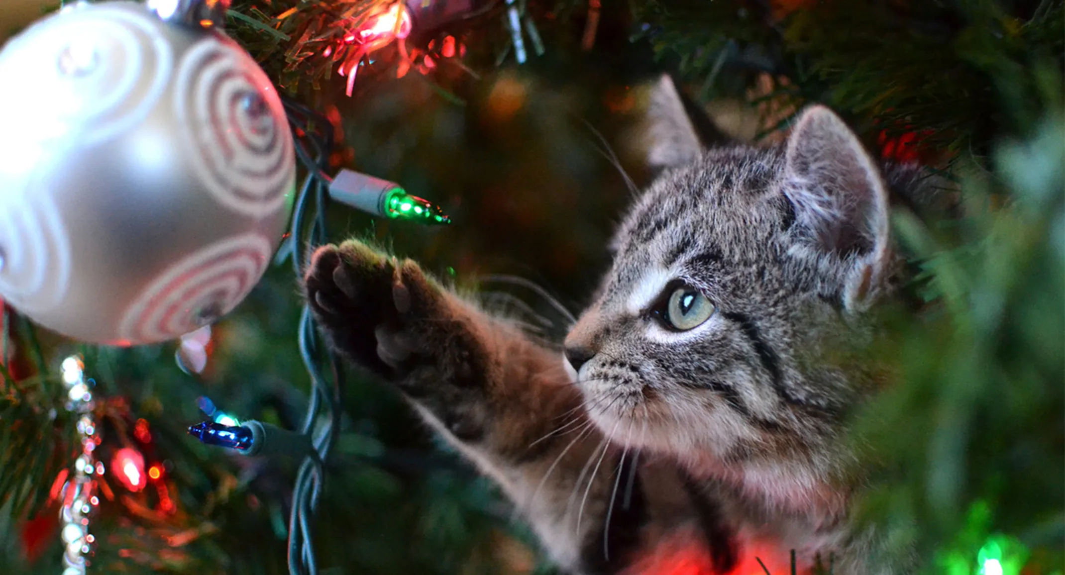 Cat playing with ornament Cat playing with ornament
