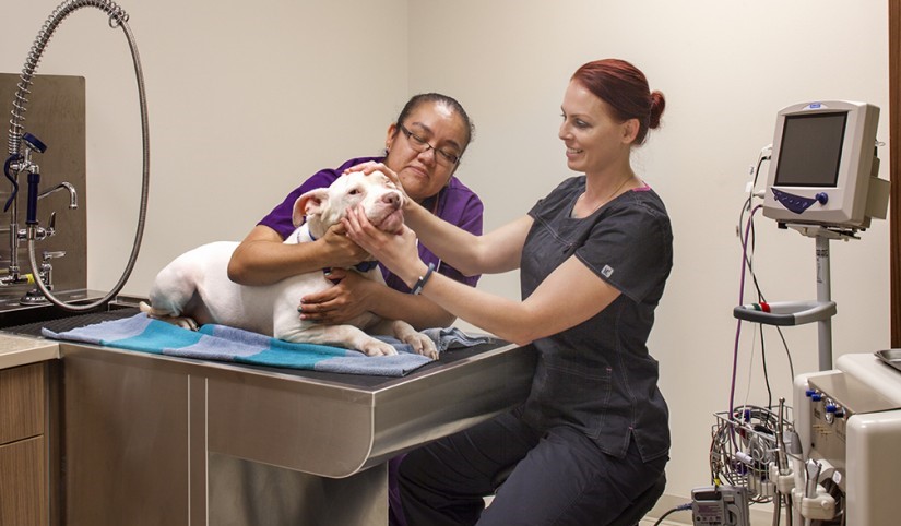 Two veterinary staff examining a white pitbull's face