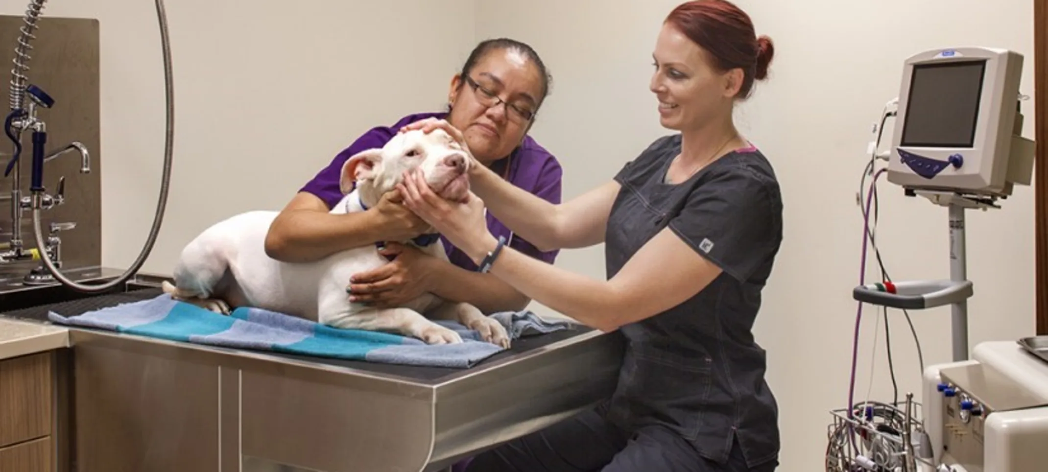 Two veterinary staff examining a white pitbull's face Two veterinary staff examining a white pitbull's face