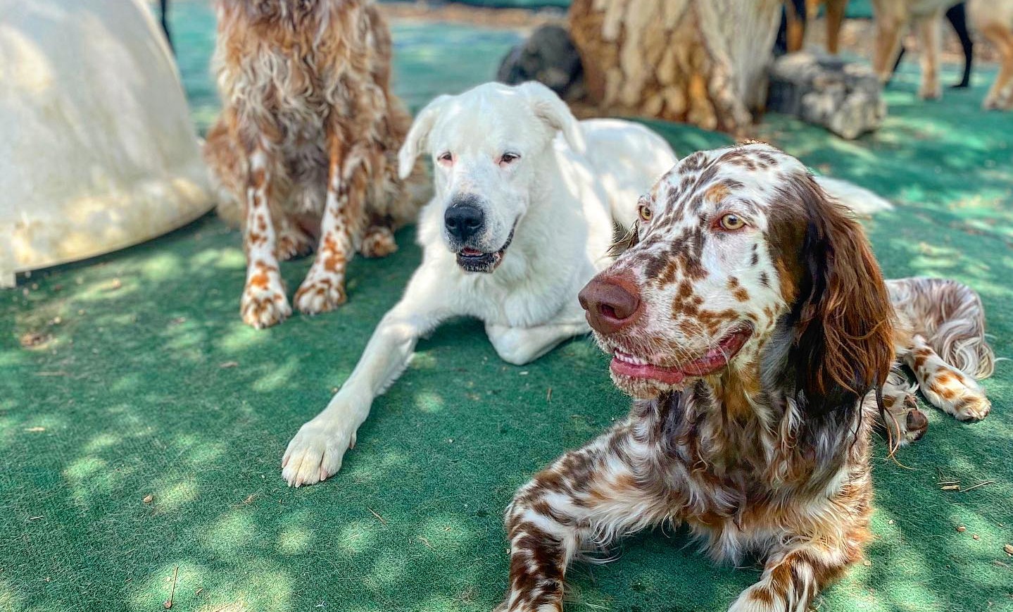 Dogs outside Bowhaus