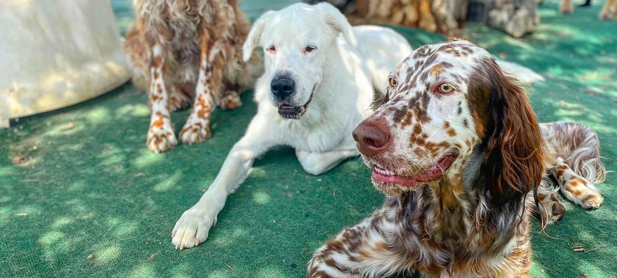 Dogs outside Bowhaus Dogs outside Bowhaus