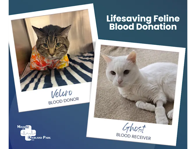 Velcro & Ghost (Cats) Velcro & Ghost (Cats)