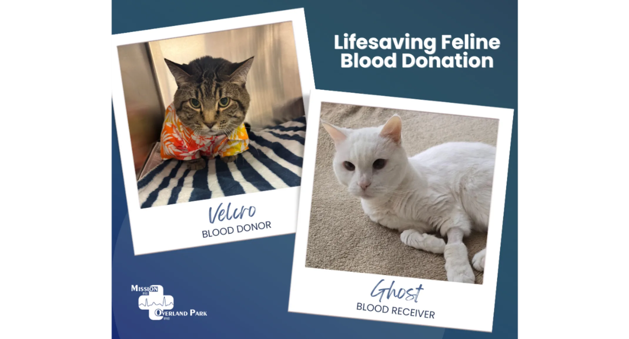 Velcro & Ghost (Cats) Velcro & Ghost (Cats)