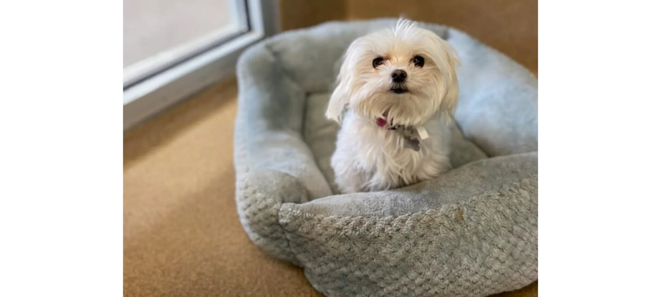 Small White Dog Sitting in bed in Single Lodge Small White Dog Sitting in bed in Single Lodge