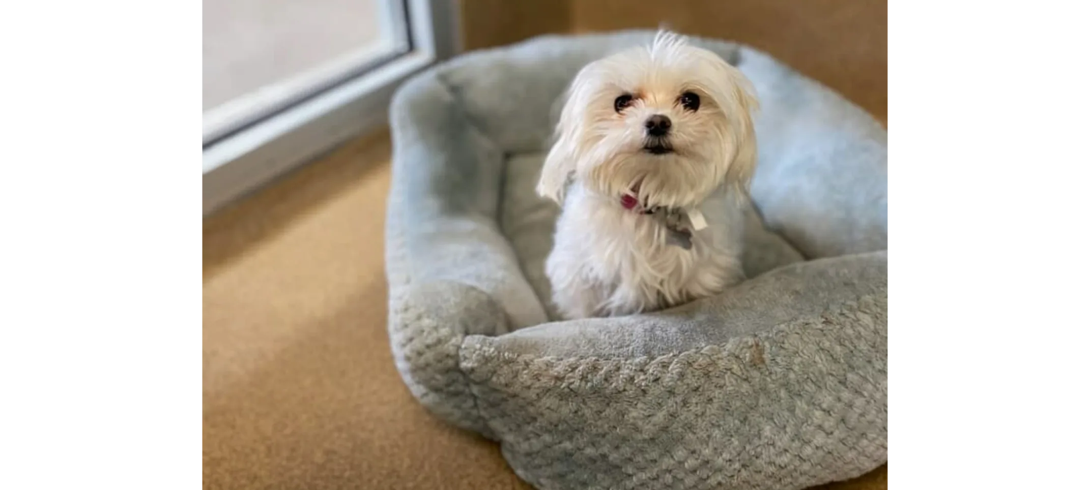 Small White Dog Sitting in bed in Single Lodge