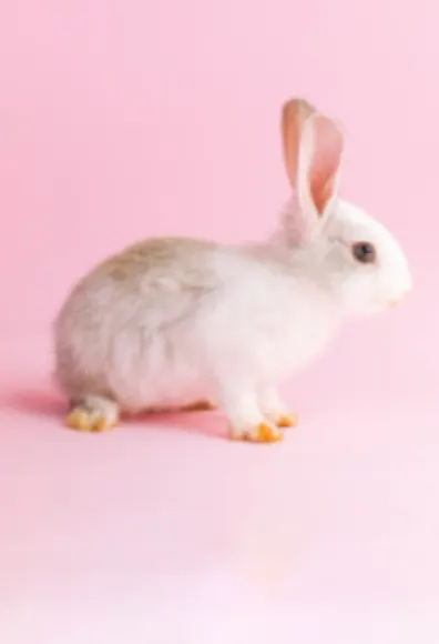 White rabbit White rabbit