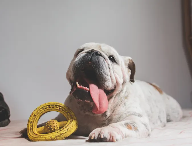 English bulldog laying on a couch with a toy