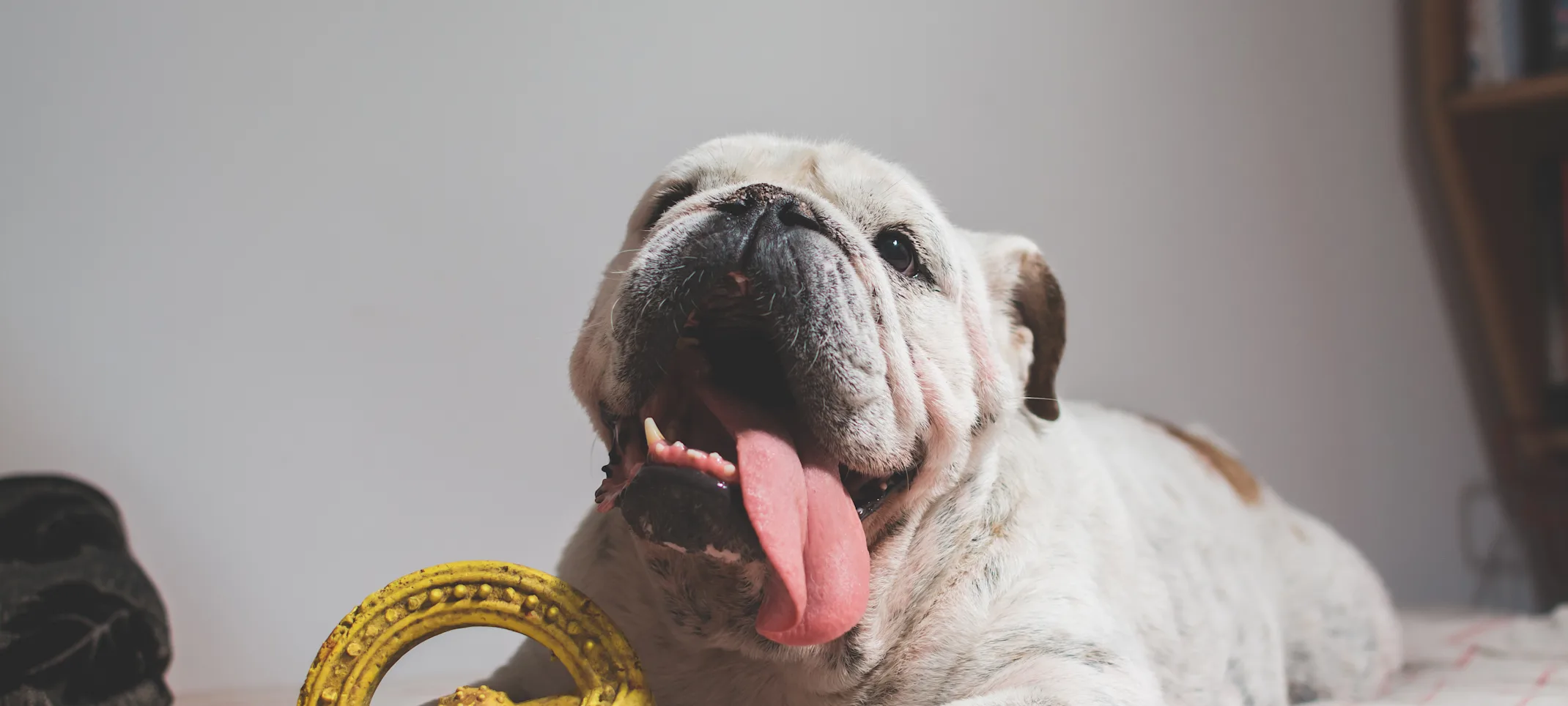 English bulldog laying on a couch with a toy