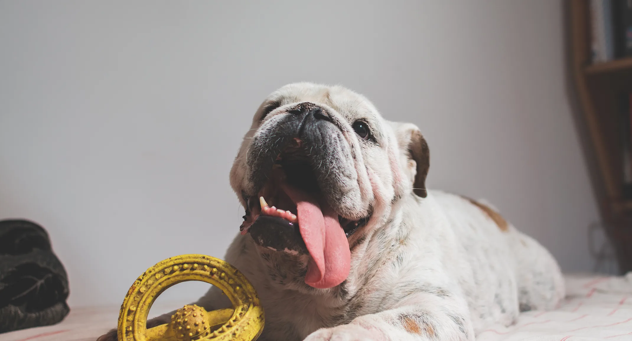 English bulldog laying on a couch with a toy English bulldog laying on a couch with a toy