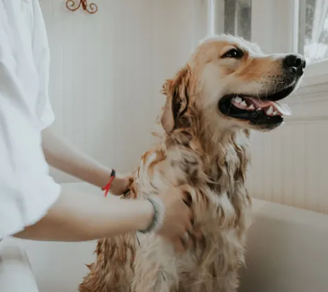 Dog getting washed in bath