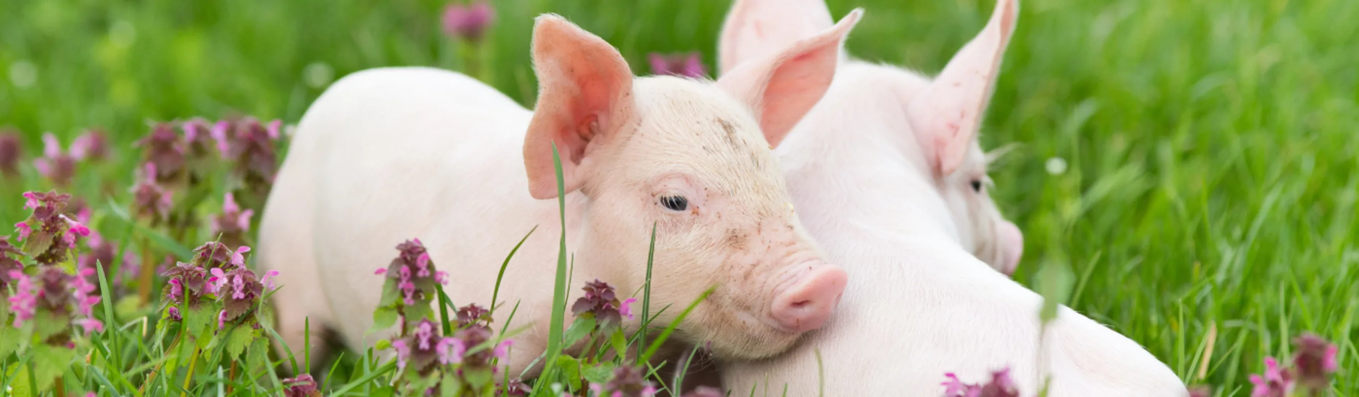 A couple of piglets on grass and flowers.