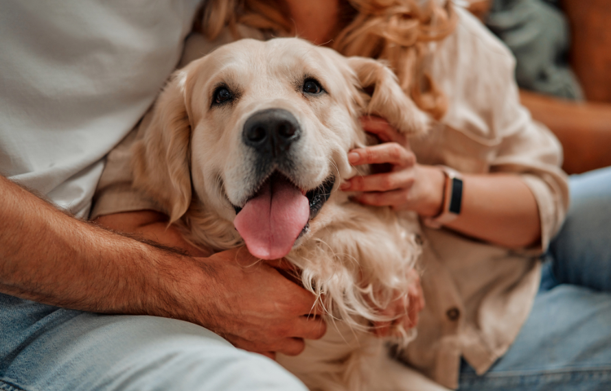 Couple Hugging Golden Retriever