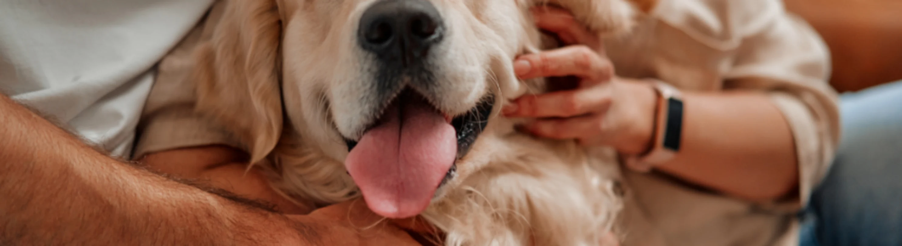 Couple Hugging Golden Retriever Couple Hugging Golden Retriever