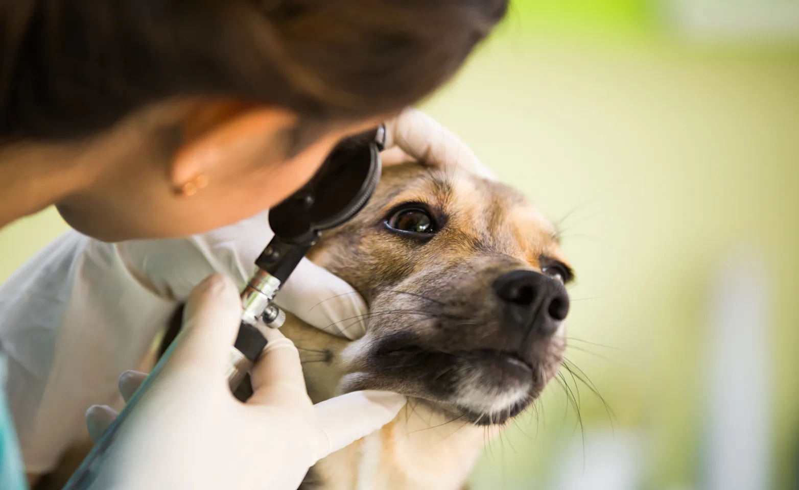 Veterinarian looking at a dog's eyes Veterinarian looking at a dog's eyes