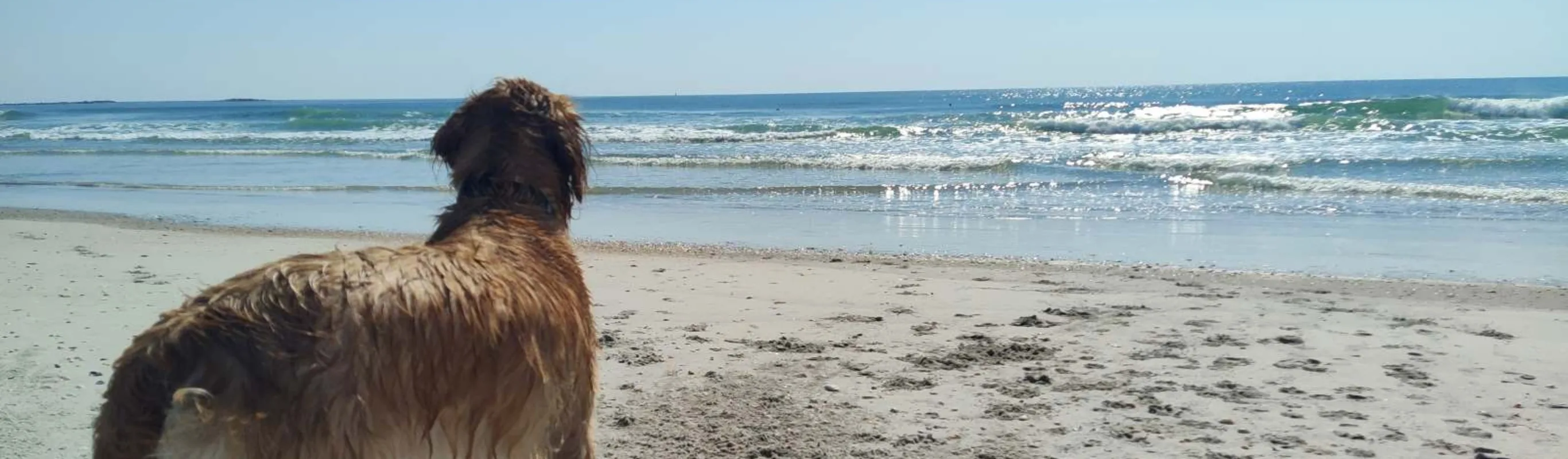 Golden retriever looking at the ocean Golden retriever looking at the ocean