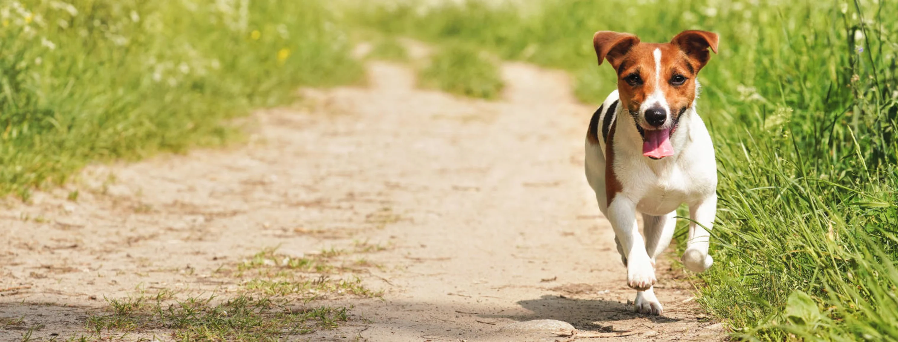 A Small Dog Running Outside