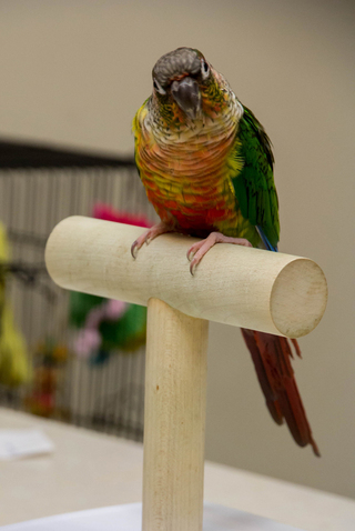 Poquoson Veterinary Hospital. A colorful small bird sitting on it's post looking at the camera.