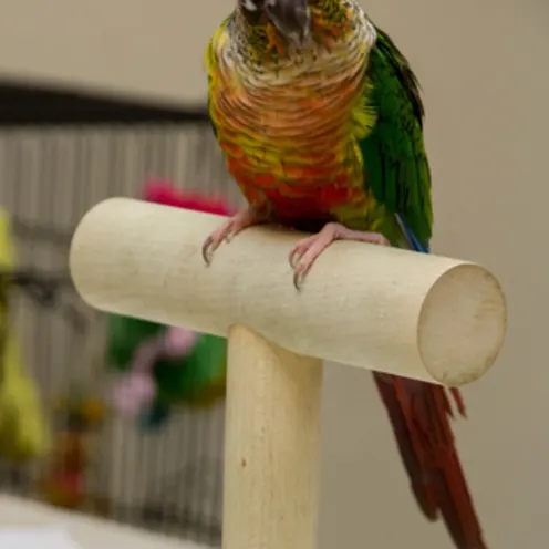 Poquoson Veterinary Hospital. A colorful small bird sitting on it's post looking at the camera. Poquoson Veterinary Hospital. A colorful small bird sitting on it's post looking at the camera.