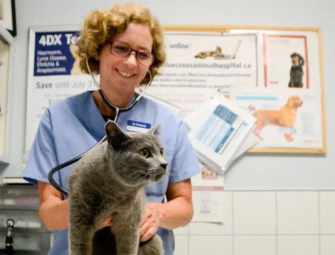 Staff Examine Cat at Blue Cross Animal Hospital 0730