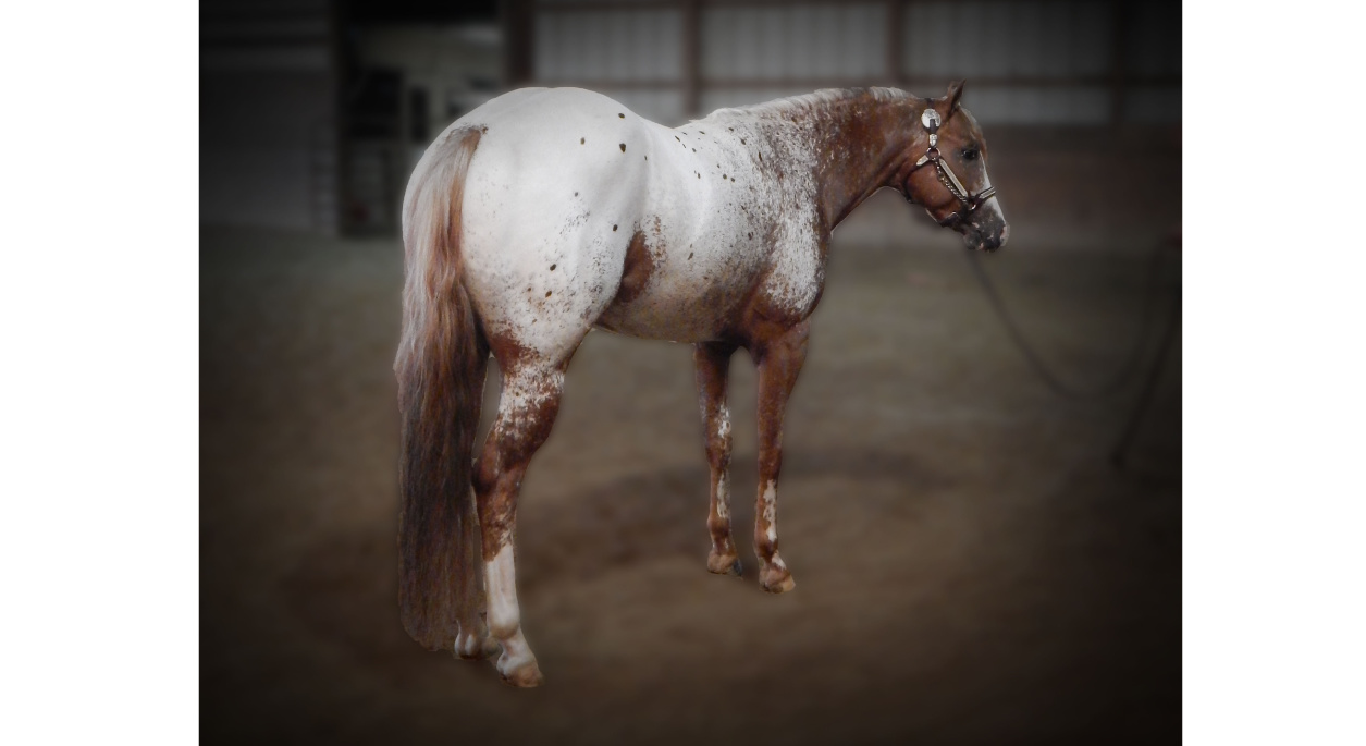 A Lasting Impulse, a brown and white horse