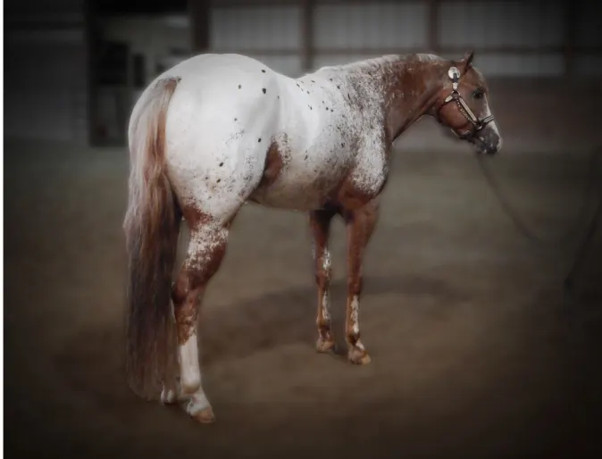 A Lasting Impulse, a brown and white horse