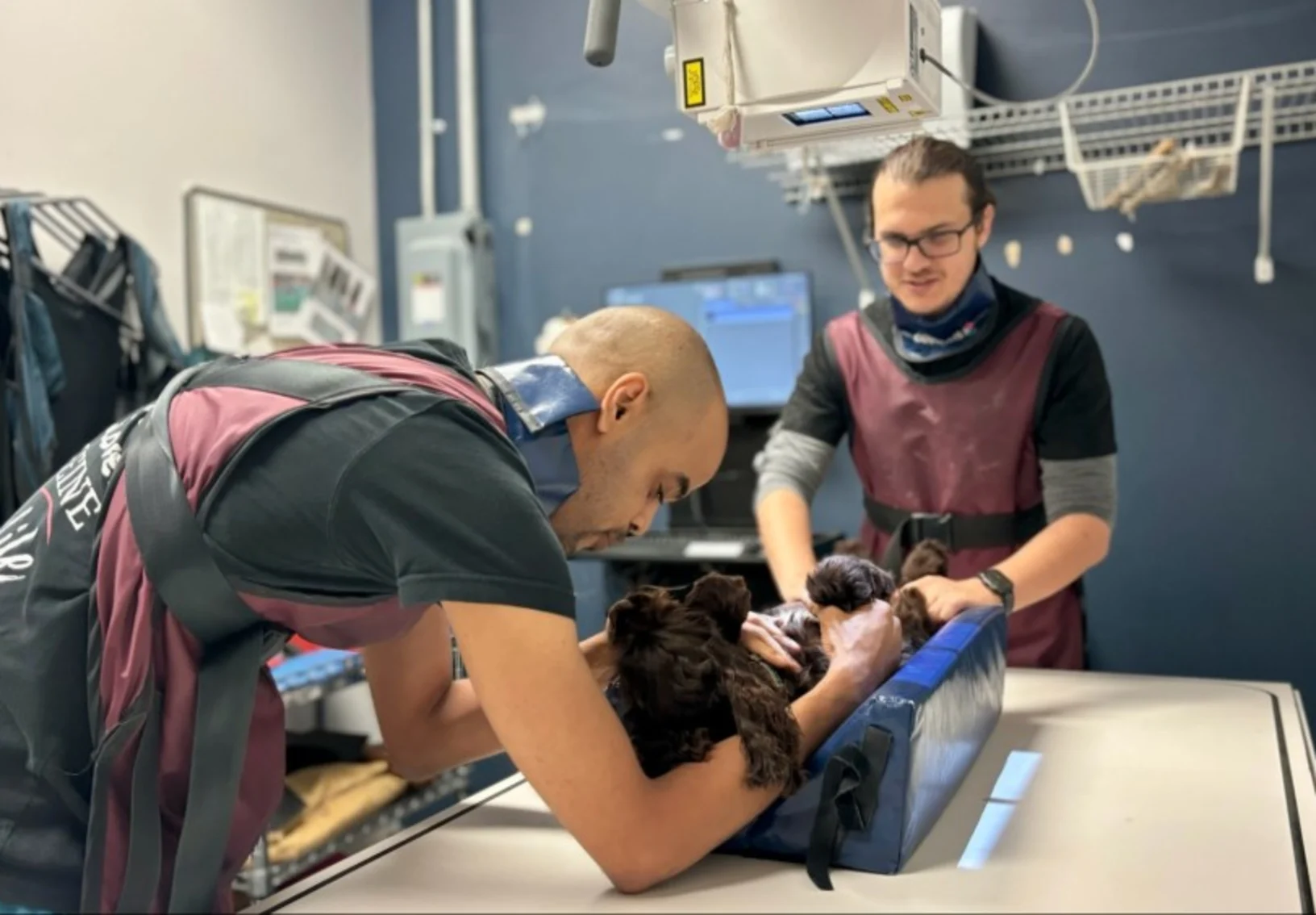 Two male veterinarians getting small brown dog ready for imaging Two male veterinarians getting small brown dog ready for imaging