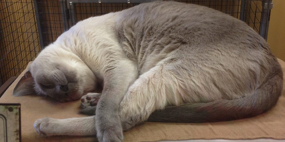 New Tampa Pet Resort Pool