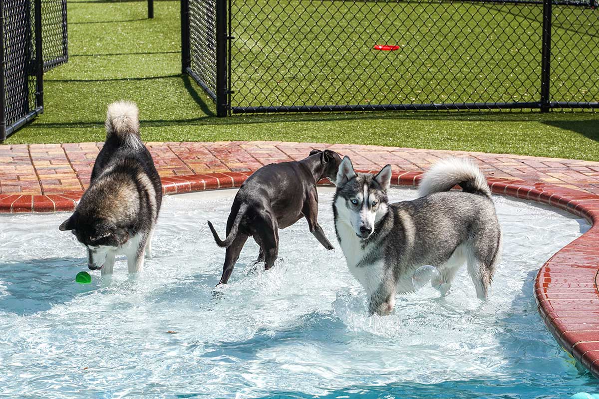 Huskies in pool at dog daycare and boarding