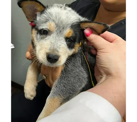BAER Testing at Family Pet Clinic of North Richland Hills BAER Testing at Family Pet Clinic of North Richland Hills