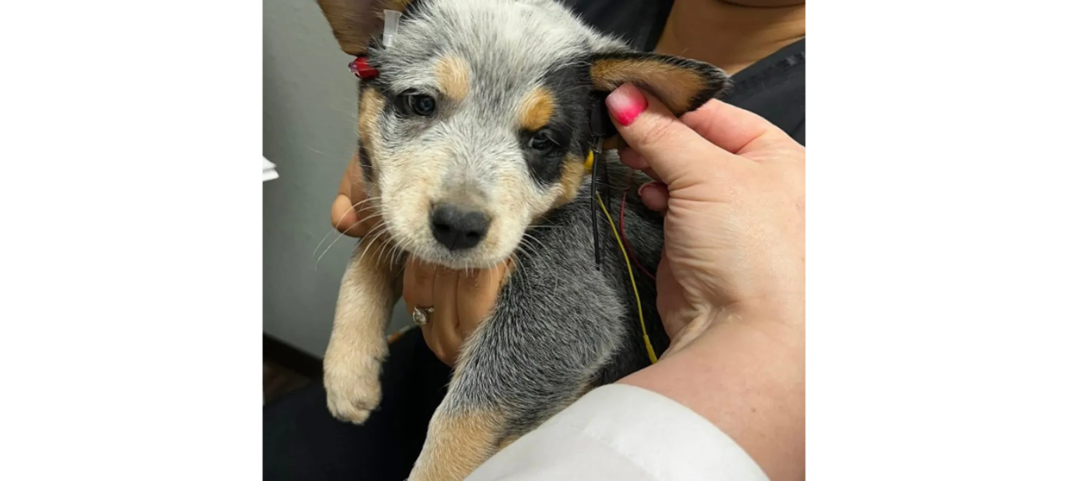 BAER Testing at Family Pet Clinic of North Richland Hills BAER Testing at Family Pet Clinic of North Richland Hills