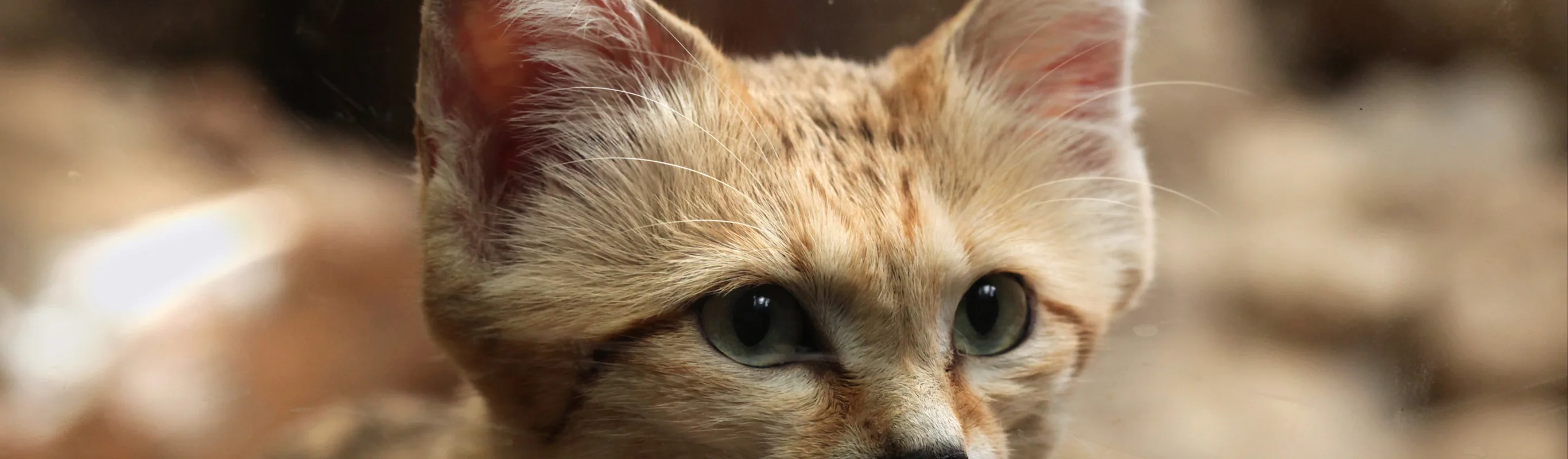 Close up of a tan cat with big, green eyes Close up of a tan cat with big, green eyes