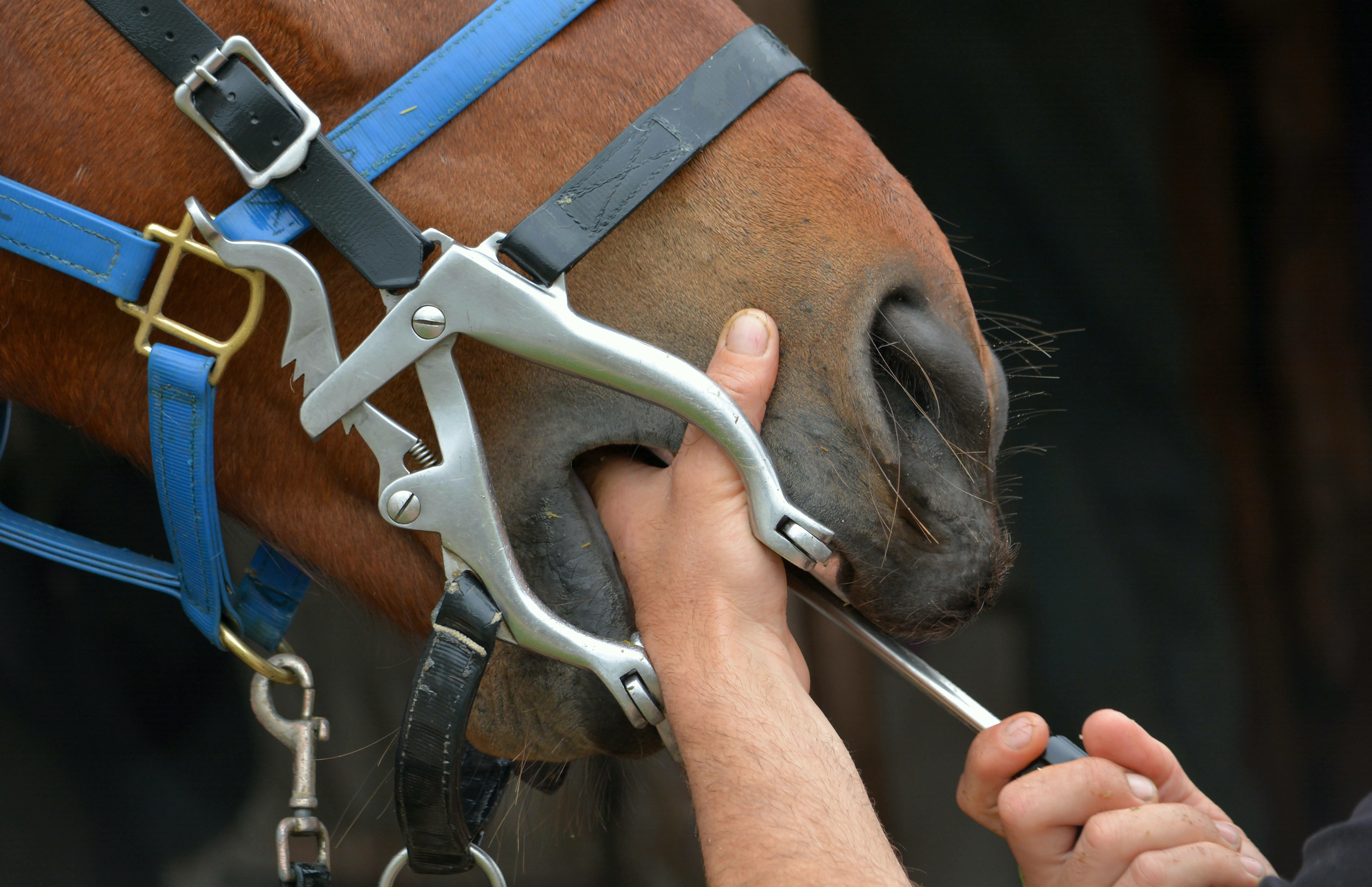 Horse receiving dental service