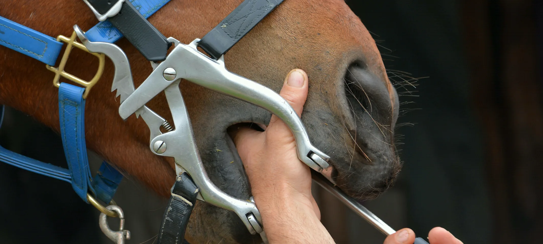 Horse receiving dental service Horse receiving dental service
