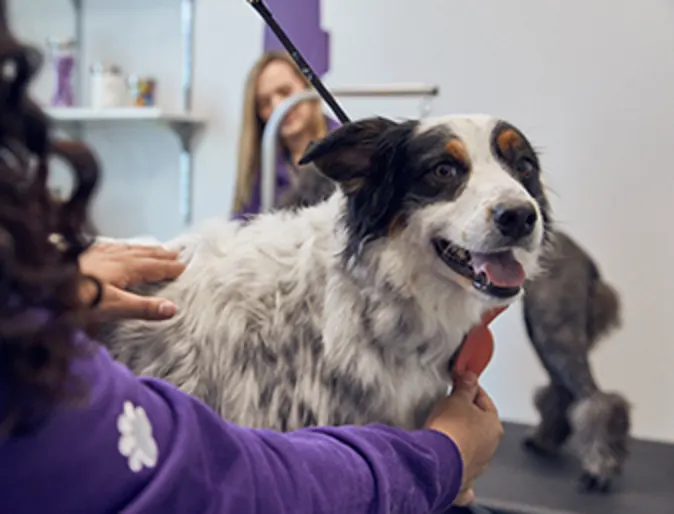 Dog getting groomed Dog getting groomed