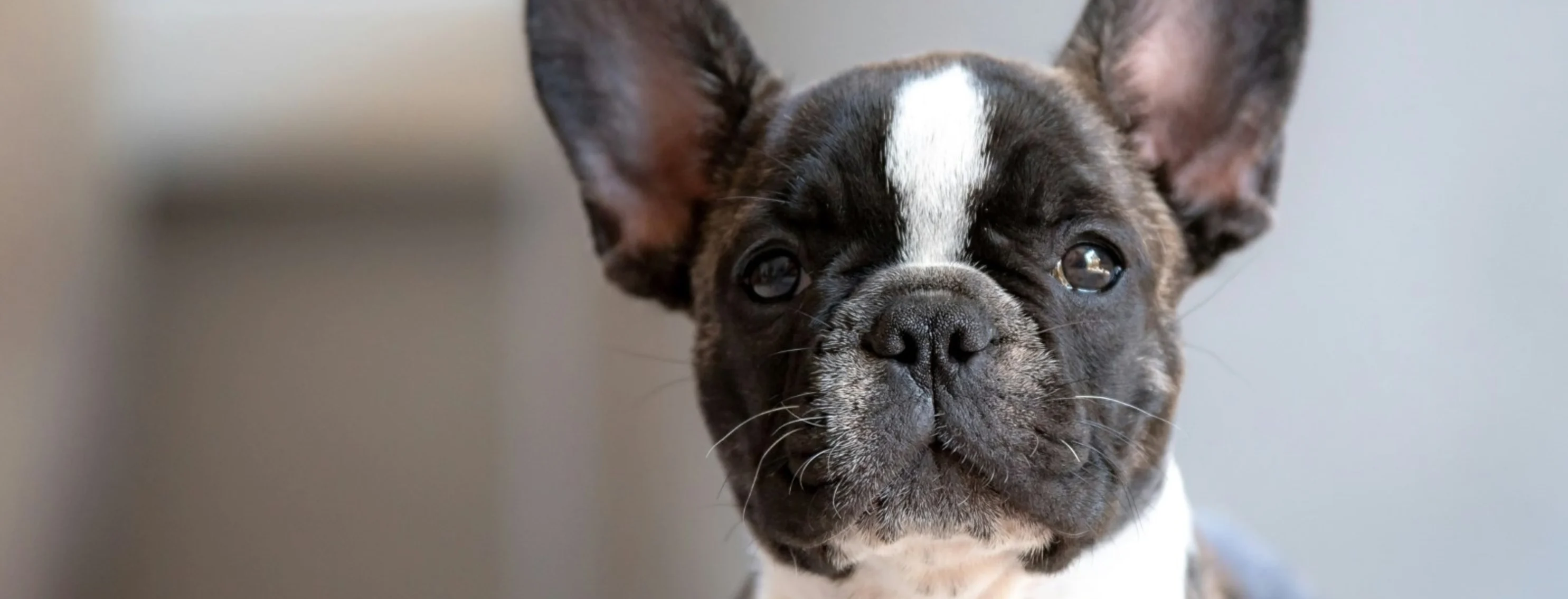 Dog staring Dog staring