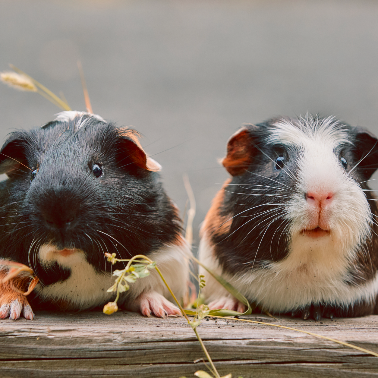 Husbandry and Medical Care of Hamsters - Veterinary Partner - VIN