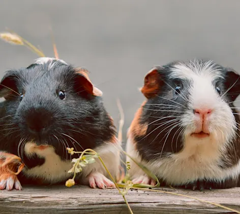 Two Guinea Pigs sitting on a beam 