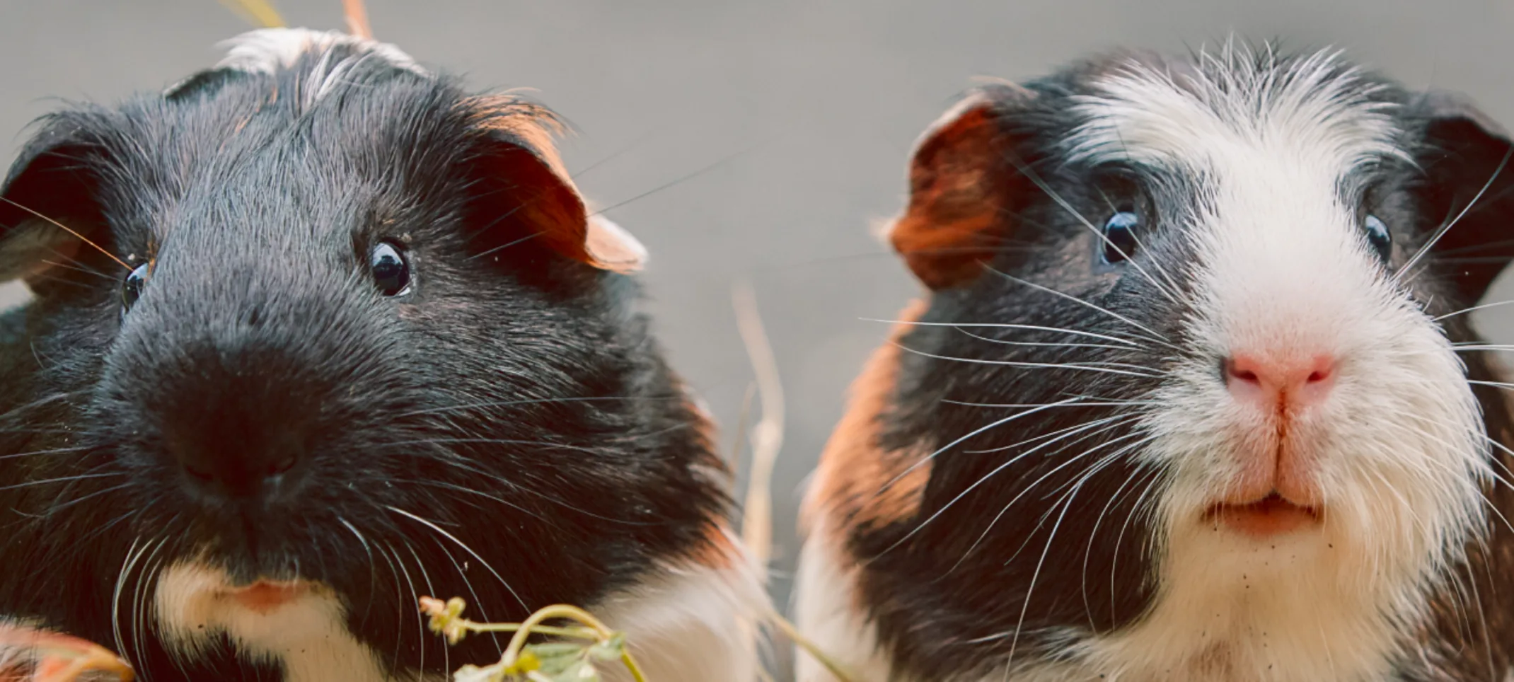 Two Guinea Pigs sitting on a beam Two Guinea Pigs sitting on a beam