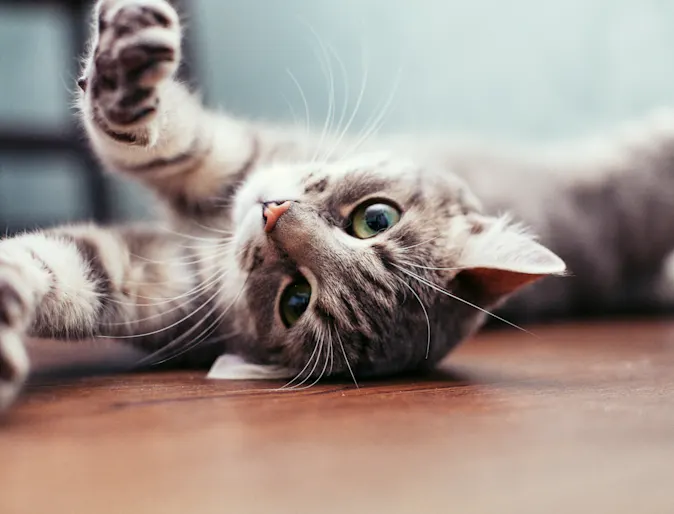 Cat laying down and stretching Cat laying down and stretching