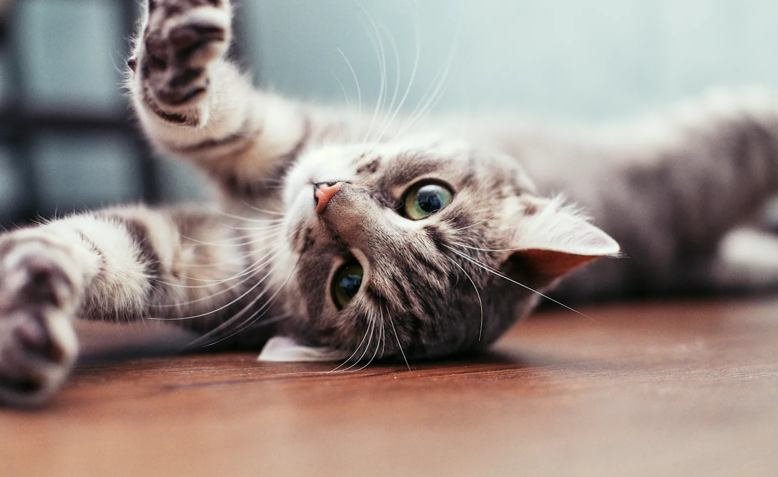 Cat laying down and stretching Cat laying down and stretching