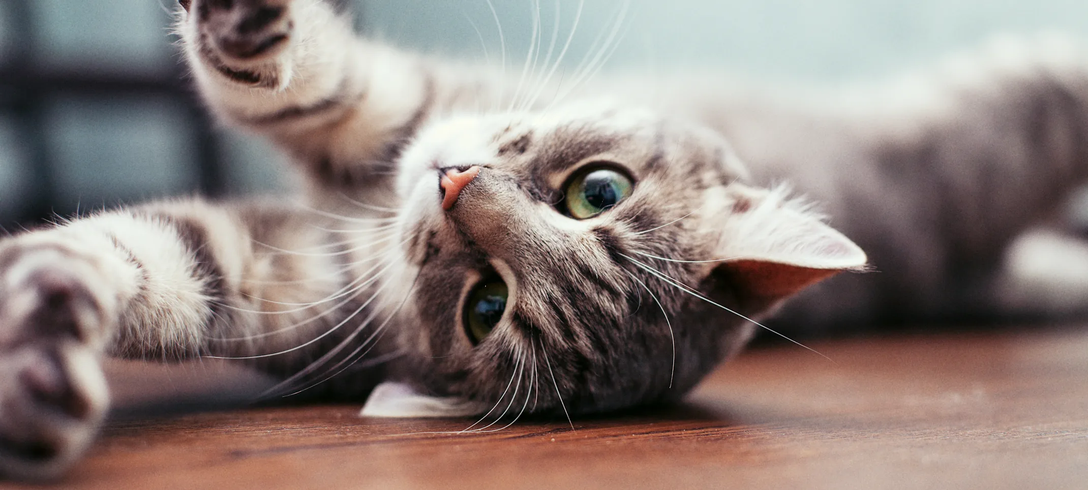 Cat laying down and stretching Cat laying down and stretching