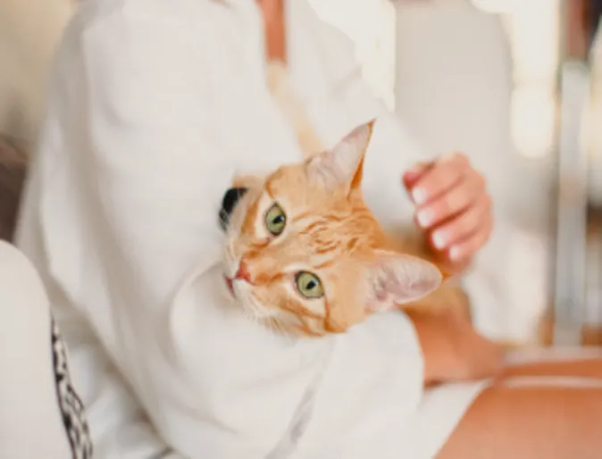 Woman holding an orange cat Woman holding an orange cat