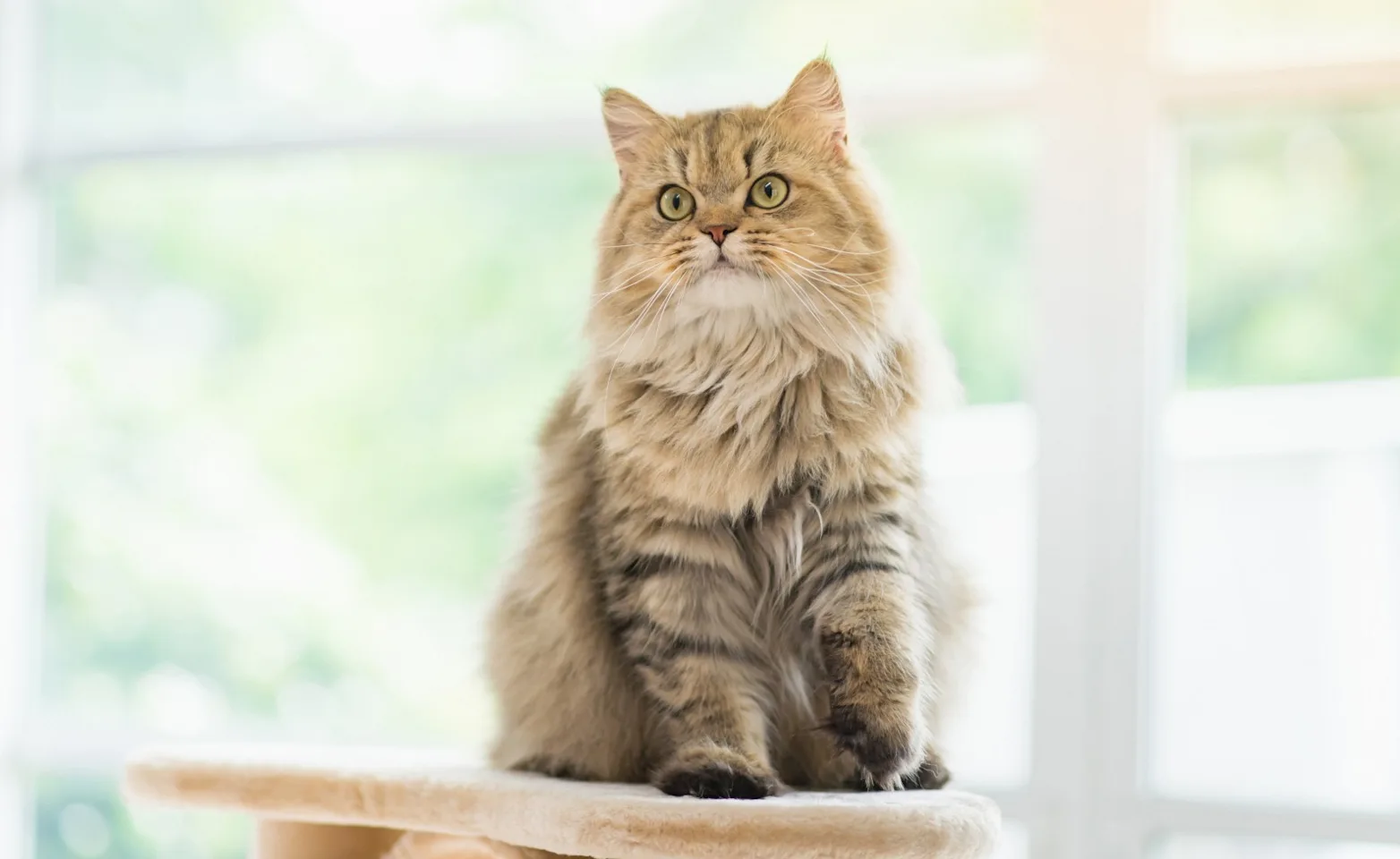 Cat standing on a cat tree, Cat standing on a cat tree,