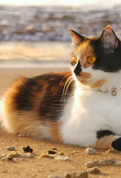 Cat on the beach. Cat on the beach.
