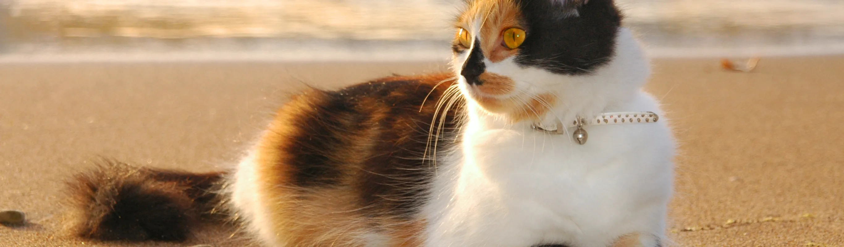 Cat on the beach.