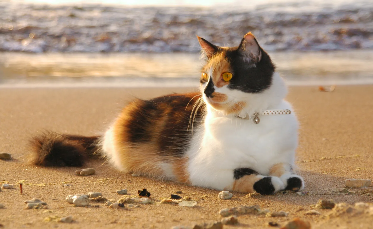 Cat on the beach. Cat on the beach.