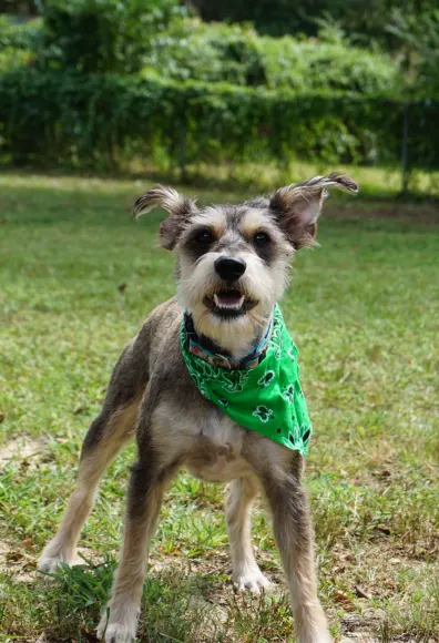 Dog wearing a green bandana 