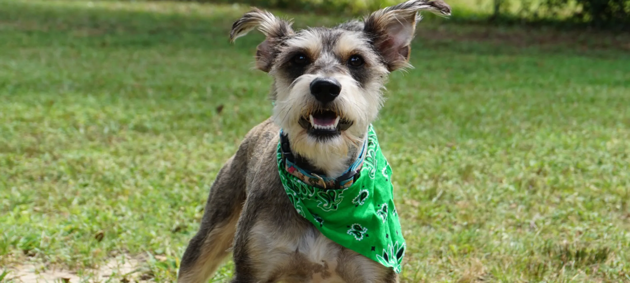 Dog wearing a green bandana Dog wearing a green bandana